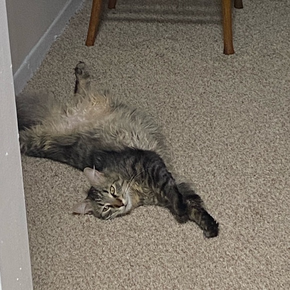 Meet your Posher, Anna - Picture 5 of 12